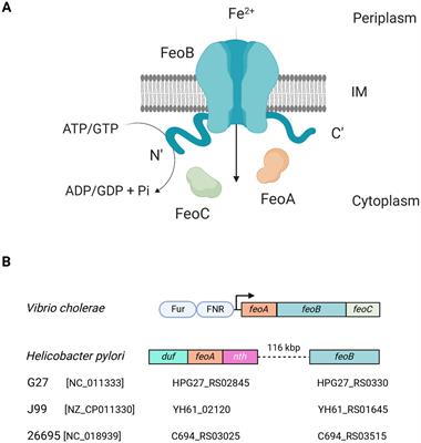 Divide and conquer: genetics, mechanism, and evolution of the ferrous iron transporter Feo in Helicobacter pylori
